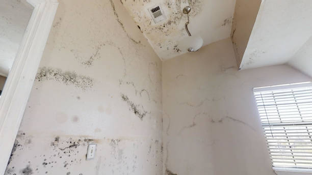 Best Asbestos and Lead Testing During Mold Inspection  in Underwood Petersville, AL