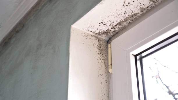 Environmental Consulting for Mold Prevention in Underwood Petersville, AL