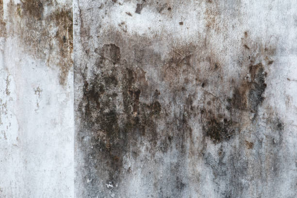 Best Dehumidification Services  in Underwood Petersville, AL