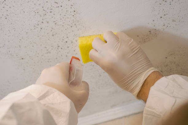 Best Mold-Related Health Consultation  in Underwood Petersville, AL