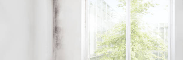 Best Environmental Consulting for Mold Prevention  in Underwood Petersville, AL