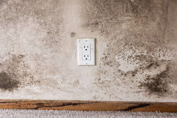 Best Mold Documentation for Insurance Claims  in Underwood Petersville, AL