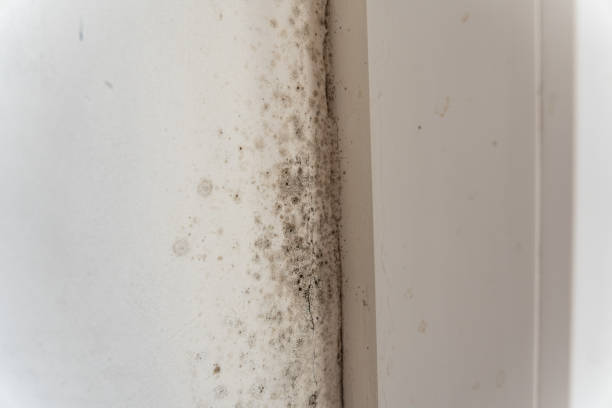 Best Mold Remediation for Healthcare Facilities  in Underwood Petersville, AL