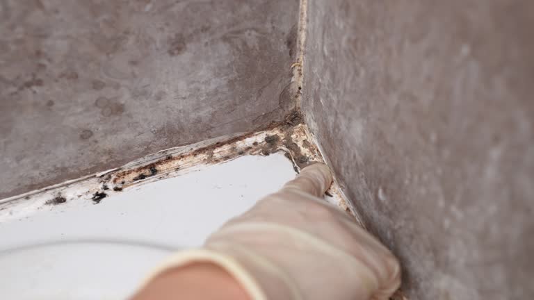 Best Airborne Mold Testing  in Underwood Petersville, AL